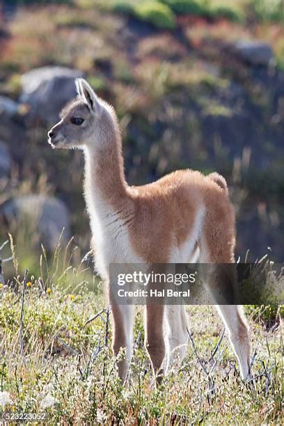 baby guanaco stock  high res pictures  images getty images