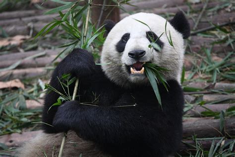 Definitive Guide To Giant Panda Facts, Habitat, Conservation Status ...