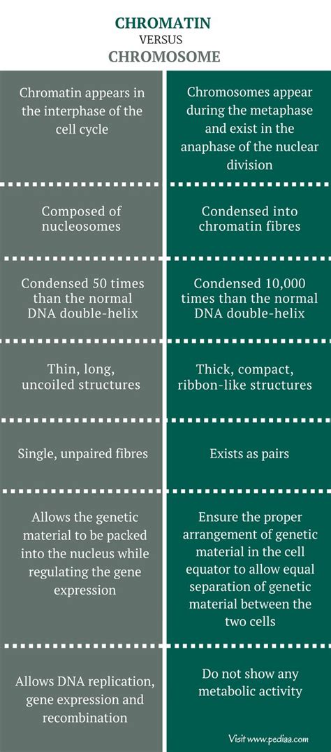 Difference Between Chromatin And Chromosome Comparison Summary