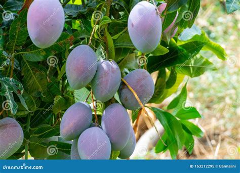 Cultivation Of Exotic Sweet Fruit Mango In Subtropical Malaga Granada