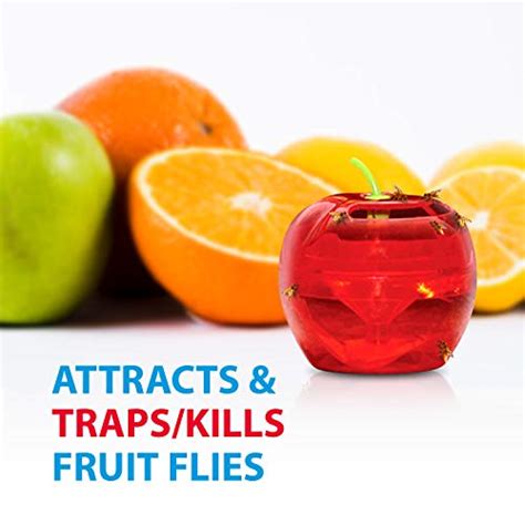 Fruit Fly Traps For Indoors By Raid 2 Lures 2 Refills Effective Fruit Fly Trap For Indoor