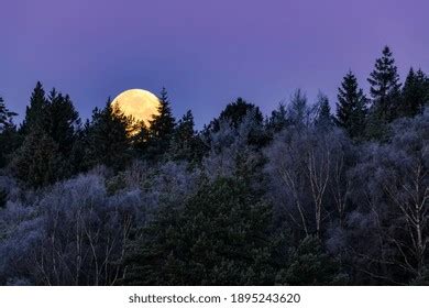 122,957 Nature Moon Forest Images, Stock Photos, and Vectors | Shutterstock