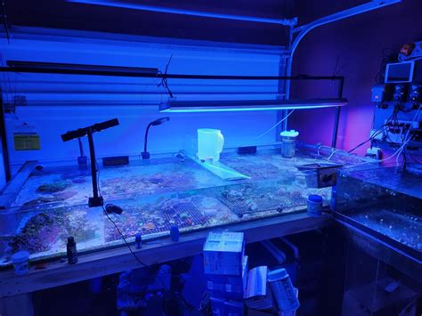 living art aquatics 3