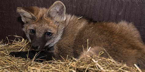 Maned Wolves Science Q&A | Smithsonian's National Zoo and Conservation ...