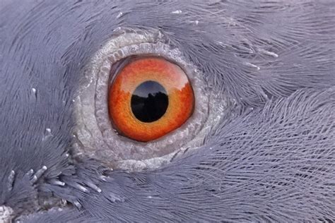 Ornithophobia This Is The Eye Of A Feral Pigeon Apparentl Flickr