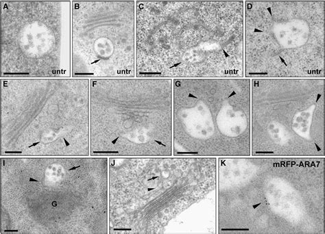 Figure 4 From Multivesicular Bodies Mature From The Trans Golgi Network