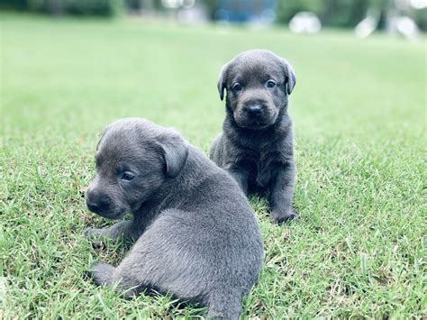 Charcoal Labrador Puppies For Sale Silver And Charcoal Kennels