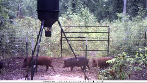 Wild Hogs Used To Be A Problem In Tn Heres How That Changed