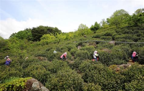 지리산 茶시배지에서 즐기는 엑스포하동세계차엑스포 4일 개막 서울신문