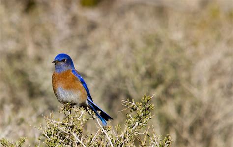 Western bluebird - song / call / voice / sound.