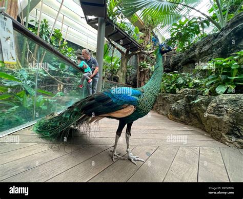 New York City New York Usa 23 June 2022 Peacock On Display At The