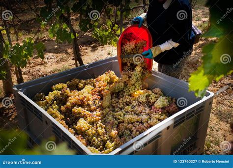 Bolgheri Toskana Italien Verarbeitung Der Weinberge Stockbild