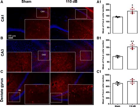 Photomicrographs Illustrating C Fos Positive Nuclei Labeling Red And