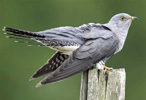 Cuckoo - Alchetron, The Free Social Encyclopedia