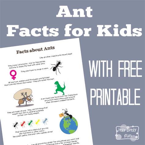 Fun Ant Facts for Kids - Itsy Bitsy Fun