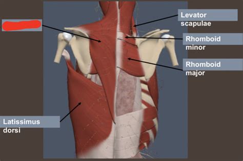 Bsc L Exam Superficial Back Muscles Flashcards Quizlet