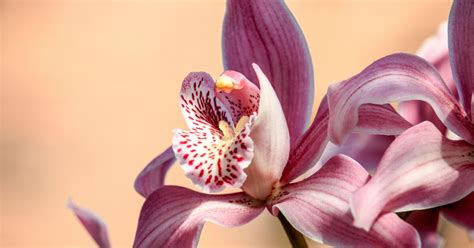 Les Secrets Pour Faire Refleurir Une Orchid E A M Int Resse