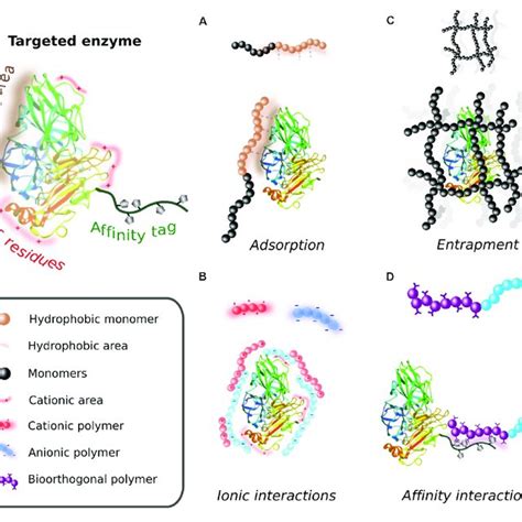 Assembled Enzyme Polymer Supramolecular Hybrids In Which The Enzyme