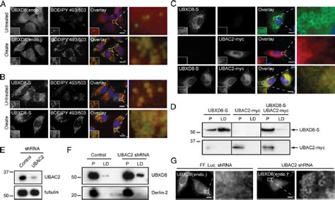 UBAC2 Regulates The Partitioning Of UBXD8 Between The ER And LD A And