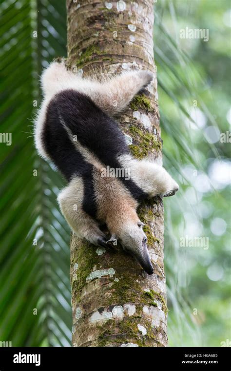 Northern Tamandua Anteater Stock Photo - Alamy