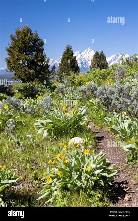 Arrowhead Balsamroot Wildflowers Blooming Along The Emma Matilda Lake