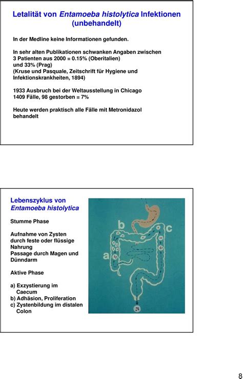 Lebenszyklus Von Entamoeba Coli