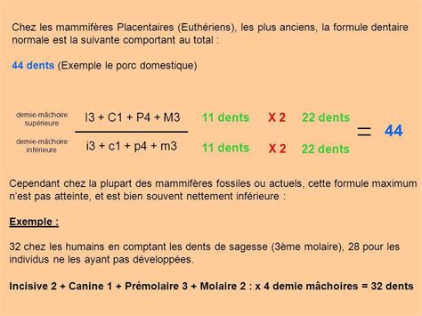 D Couvrir Imagen Formule Dentaire De La Vache Fr Thptnganamst Edu Vn