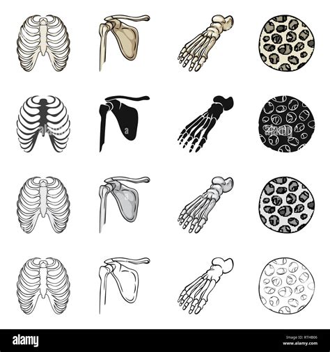 Costilla fémur pie fibra jaula pelvis tobillo sano rx cadera ciencia