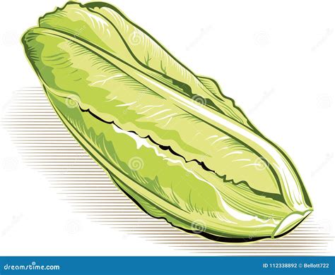 Romaine Lettuce Plant Stock Illustration Illustration Of Leaning