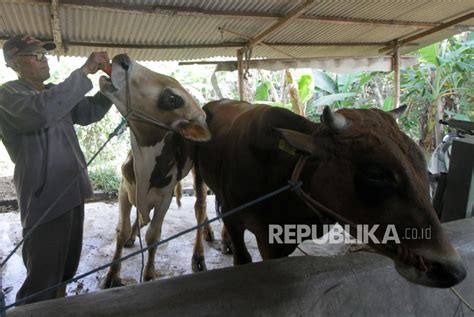 Jelang Idul Adha Sahabat Yatim Luncurkan Program Qurban Rahmat