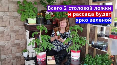Эта подкормка для рассады творит чудеса - YouTube