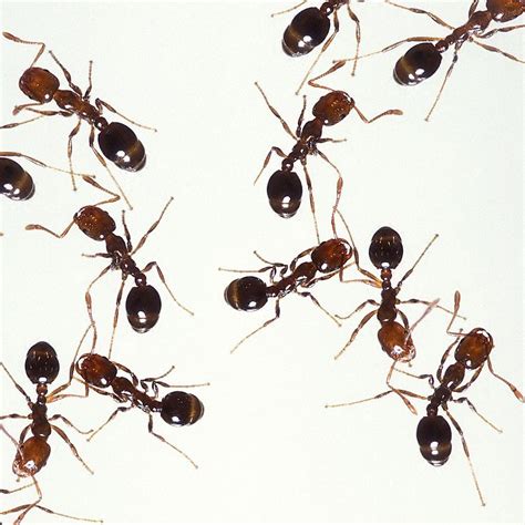 Safe Tech Pest Control - Fire Ants