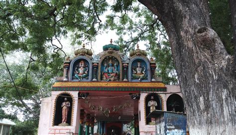 Vidurashwatha Temple ward off NagaDosha & see 3000 year old Vidur tree