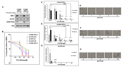 Ptc 209 Reduces Bmi 1 Levels Prc1 Activity And Inhibits Cell Growth