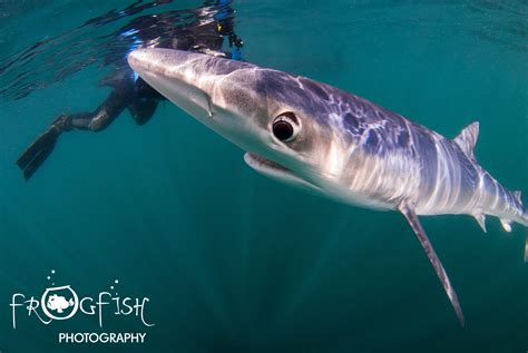 Photo Gallery: Snorkeling with Blue Sharks - European Dive Adventures