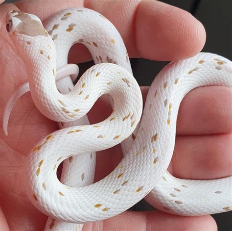 Caramel Palmetto Cornsnake Ians Vivarium