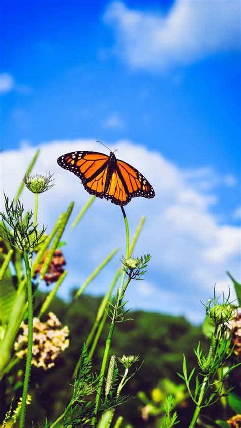 100 Monarch Butterflies Wallpapers