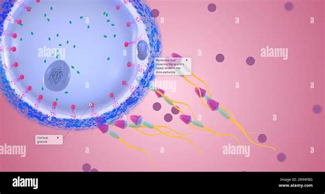 La Fertilizaci N Es La Uni N De Dos C Lulas Reproductivas Para Formar