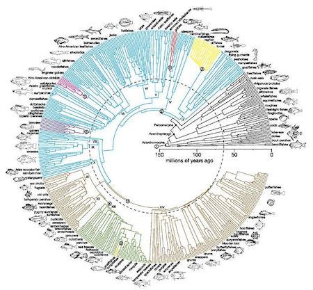 The Presurfer: 150 Million Years Of Fish Evolution In One Handy Figure