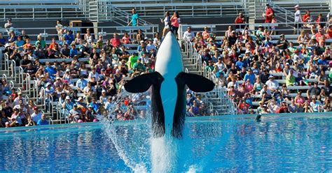 Orca Whale Set To Be Released After Being Used As A Park Attraction For ...