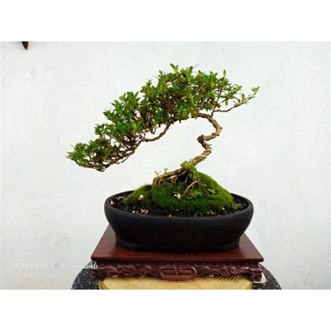 Jual Bonsai Jadi Serissa Serbin Sesuai Foto Shopee Indonesia