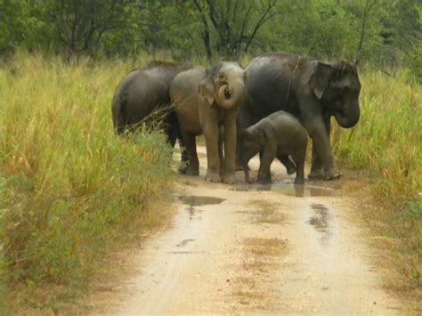 Elephant Gallery@Wasgamuwa, Sri Lanka: Elephants at Wasgamuwa National Park, Sri Lanka- A ...