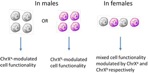 Frontiers Inherent X Linked Genetic Variability And Cellular