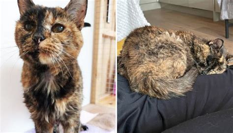 '120 in human years': World's oldest cat finds owner her age