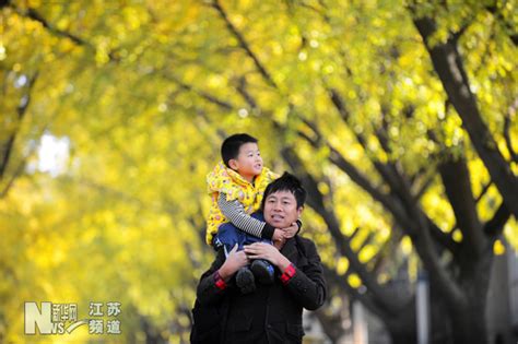 银杏美景醉游人 中国在线