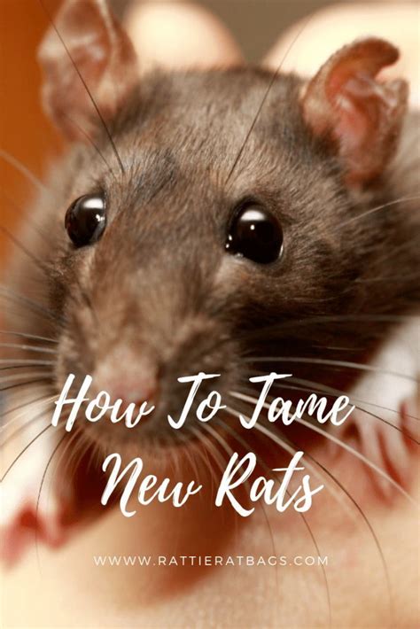 How To Tame New Rats Pet Rats Baby Rats Rats