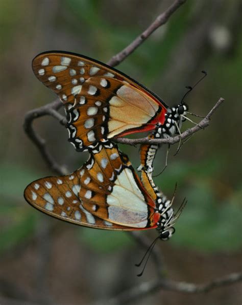 Flora Of Zimbabwe Insect Details Individual Images Graphium