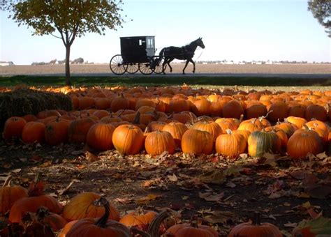 World's Largest Pumpkin Patch: A Giant Autumn Adventure! - Hunter Games Magazine