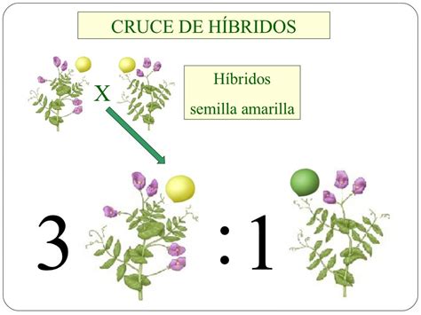 Cruce De Híbridos