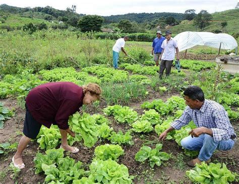 Sistemas diseñados bajo el modelo agroecológico Periódico El